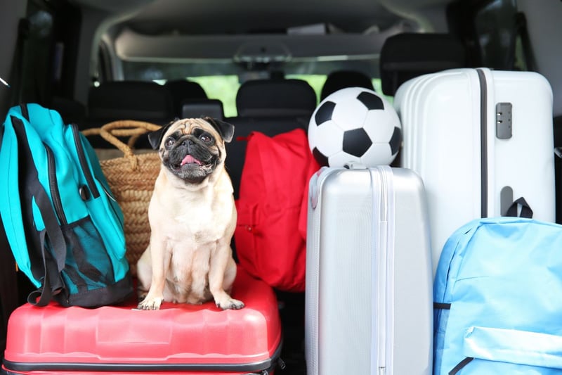 Originally bred in China and now one of the most popular breeds in the UK, it's best to give your Pug regular breaks on long car journeys.