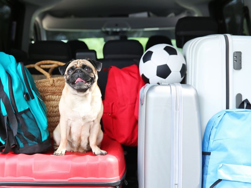 Originally bred in China and now one of the most popular breeds in the UK, it's best to give your Pug regular breaks on long car journeys.