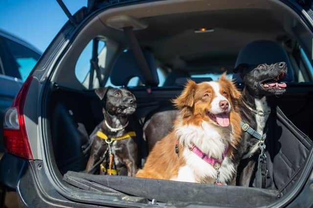 Not all dogs enjoy car journeys as much as these three.