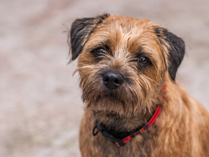 The Border Terrier is known for its self-assured personality. They don't always enjoy being in a car though.