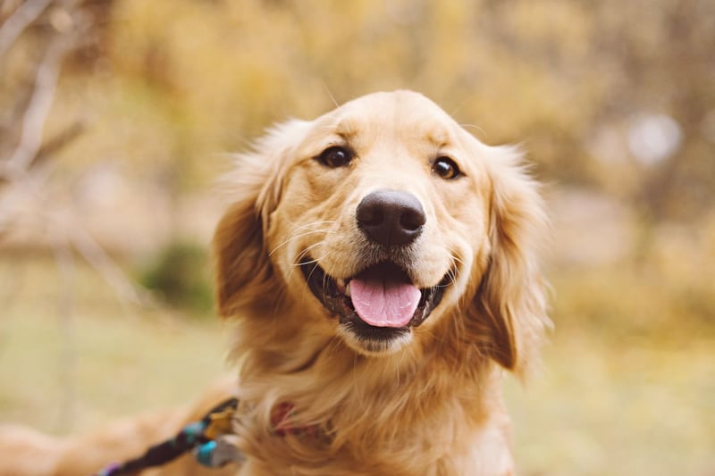Arguably the world's happiest breed of dog, that winning smile is likely to disappear due to car sickness.
