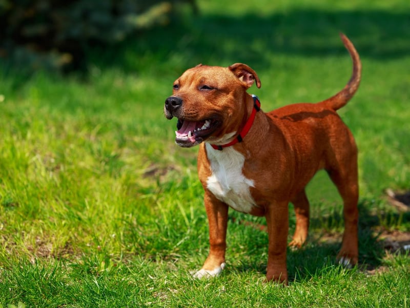 Another breed that has soared in popularity in recent years is the adorable Staffy. They might not thank you for taking them on a long road trip though.