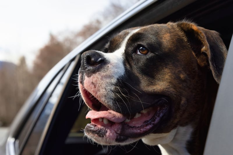 The research found that the breed of dog most likely to get car sick was the Boxer.