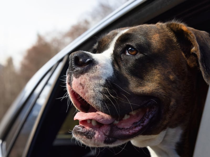 The research found that the breed of dog most likely to get car sick was the Boxer.