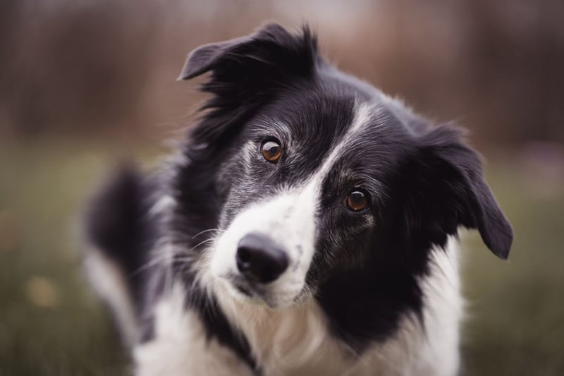Known for being the world's most intelligent dog breed, the Border Collie is also one of the most likely to made a mess in your car boot.