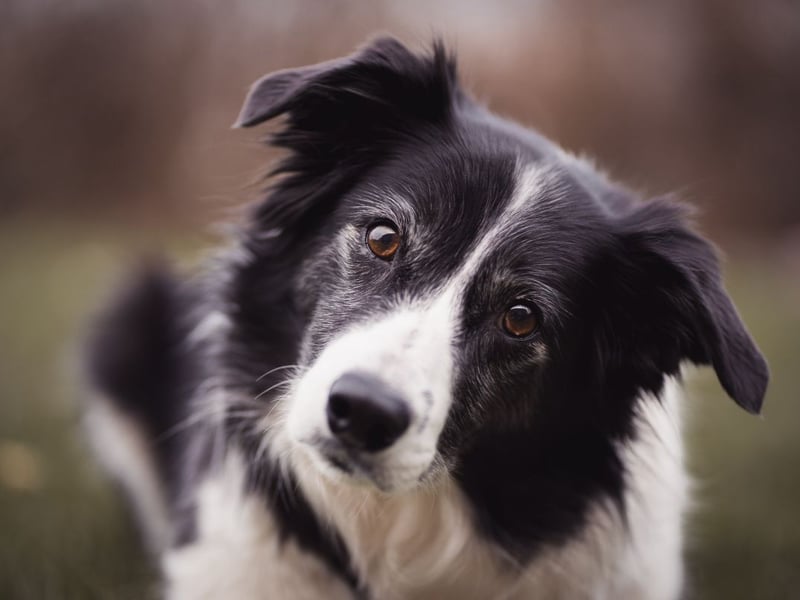 Known for being the world's most intelligent dog breed, the Border Collie is also one of the most likely to made a mess in your car boot.