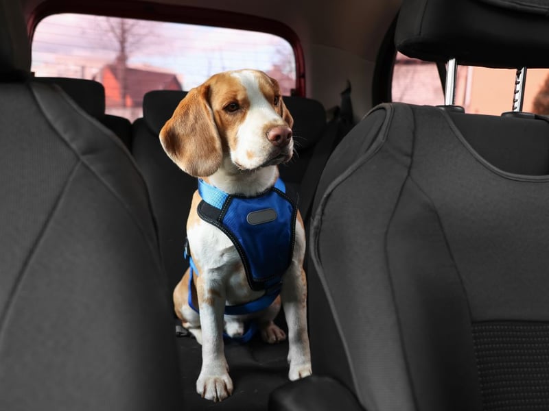 Beagles were bred to track foxes across miles of ope countryside - maybe that's why they are less than happy about other forms of transport.
