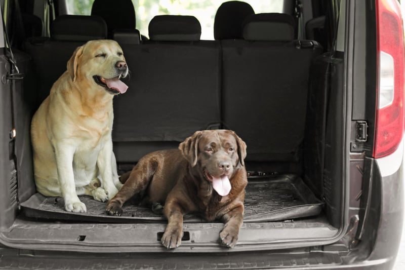 The world's most popular dog - the Labrador Retriever - may not be so popular for people who want to keep their car interiors clean.
