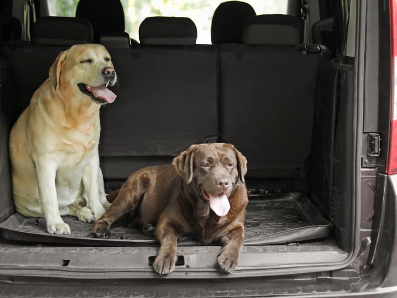The world's most popular dog - the Labrador Retriever - may not be so popular for people who want to keep their car interiors clean.