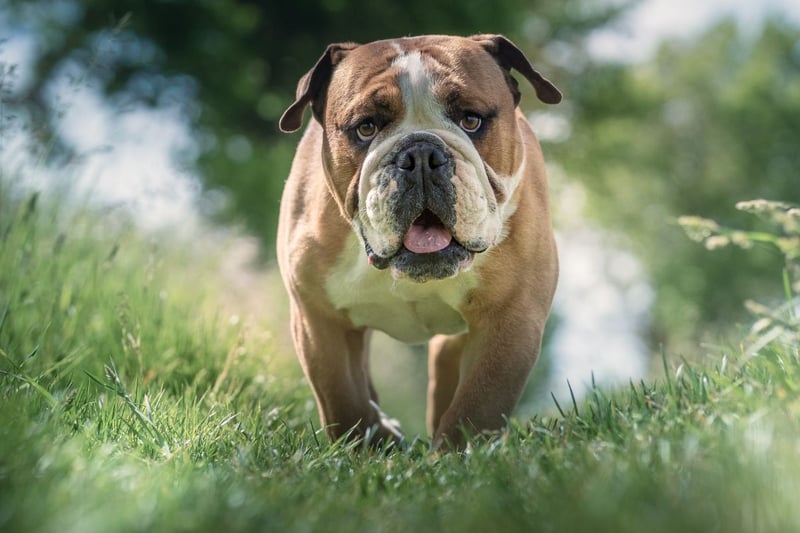 Fiercely loyal, the Bulldog is another breed that commonly suffers from motion sickness. Interestingly, its smaller cousin the French Bulldog does not feature in the list.