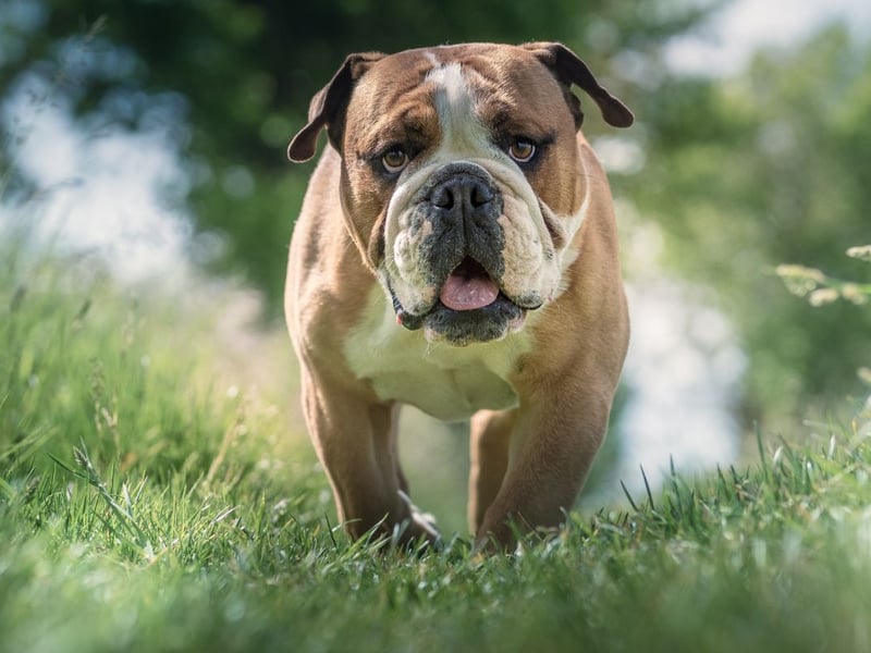 Fiercely loyal, the Bulldog is another breed that commonly suffers from motion sickness. Interestingly, its smaller cousin the French Bulldog does not feature in the list.
