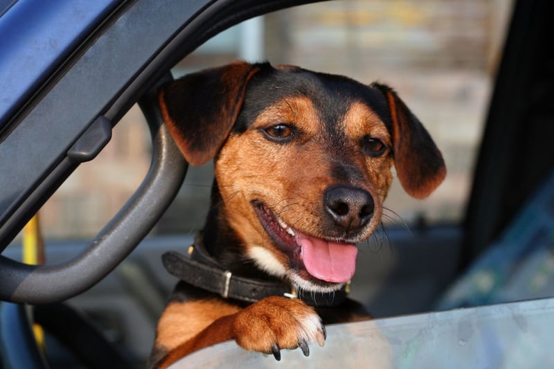 Completing the top five dogs most likely to become unwell on car journeys is the increasingly-popular Dachshund.