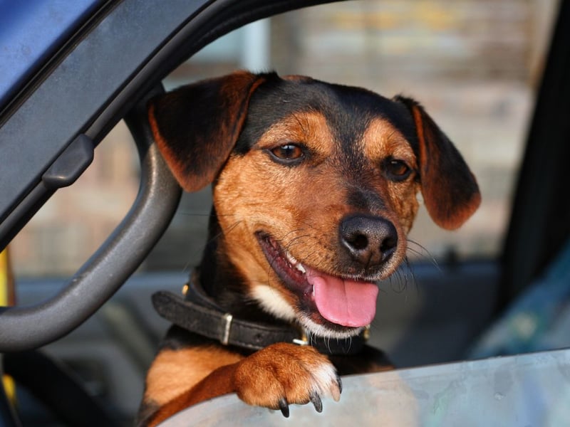 Completing the top five dogs most likely to become unwell on car journeys is the increasingly-popular Dachshund.