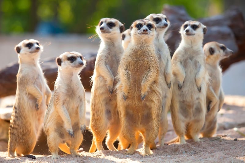 Made popular by wildlife documentaries and a series of price comparison website adverts, meerkats are among the zoo's most entertaining inhabitants. There are two groups - kept separately according to their gender.