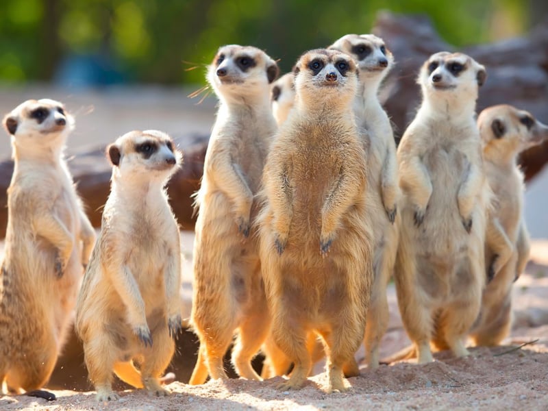 Made popular by wildlife documentaries and a series of price comparison website adverts, meerkats are among the zoo's most entertaining inhabitants. There are two groups - kept separately according to their gender.
