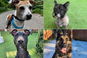 There are 15 gorgeous four-legged friends awaiting adoption at Thornberry Animal Sanctuary.