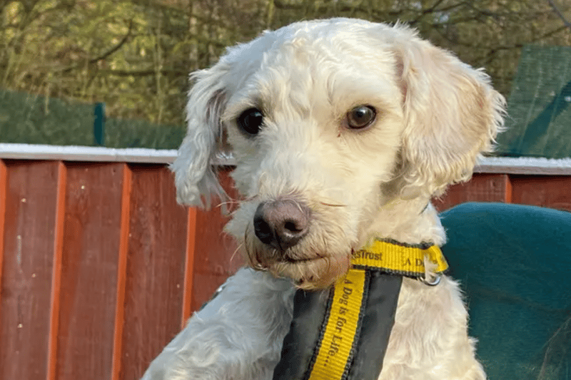 Suzie is a West Highland White Terrier cross looking for a permanent home in Merseyside. She is hoping to live with her friend Bella the Goldendoodle. They can live with children aged 10 and over but no other pets as Bella is not so keen. 
