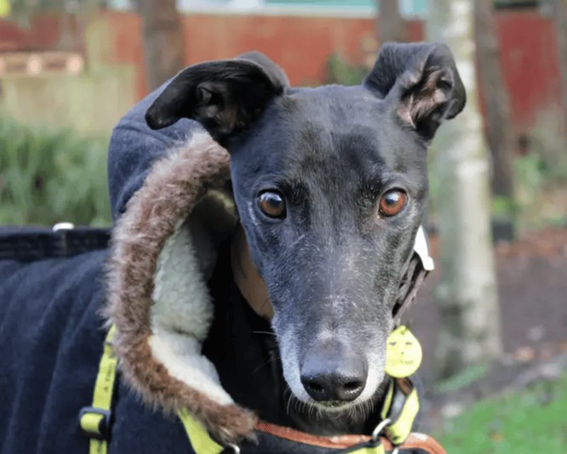 Sparrow is a Greyhound hoping to find a loving family in Merseyside. Sparrow can live with other dogs of a similar breed and children over the age of 10. He has spent his life in kennels and will likely need some patience when it comes to house training.