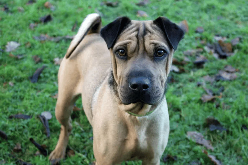 Teela is a Shar Pei hoping to find a home in Merseyside. She can live with other dogs and children over the age of 10. She is house trained and can be left alone for a couple of hours.