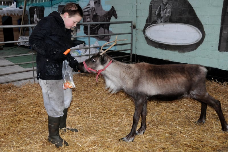 Prancer the reindeer was one of the new animals at Page Pastures Farm in Pennywell, in 2012.