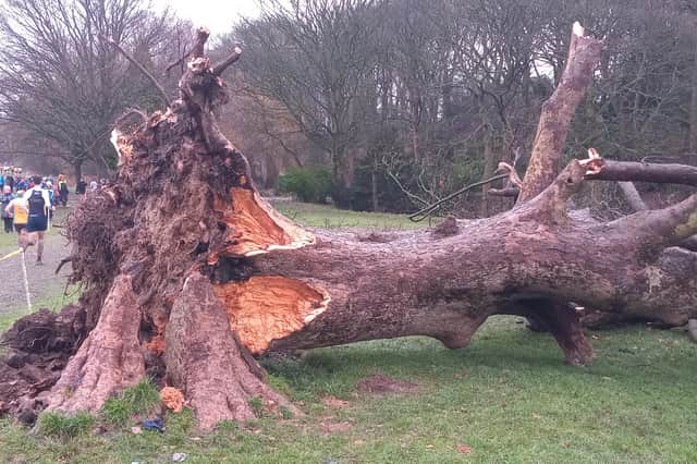 A tree described as one of Sheffield's 'most iconic' was brought crashing down in Graves Park during Storm Elin. Photo by Nick Robinson