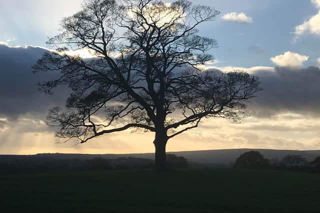 The 'iconic' tree in Graves Park, Sheffield, silhouetted against the sunset. Photo by Nick Robinson