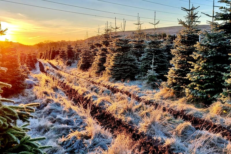 Head out to Edenmill Farm in Blanefield just outside of Glasgow to pick up a stunning Christmas tree. They're open every day up until December, 23. You can even cut down your own tree or have it delivered straight to your door. 