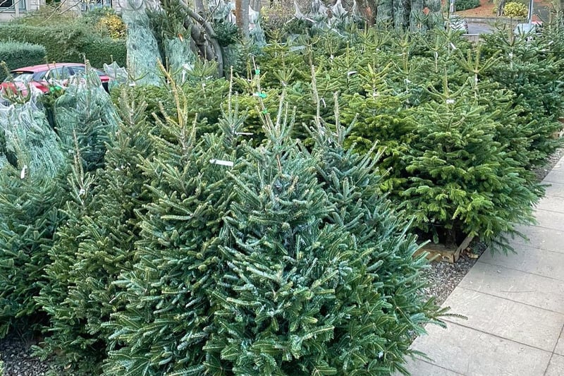 If you are out and about in Glasgow's West End pop into the West End Garden Centre on Peel Street who will get you sorted with a lovely Christmas tree. 