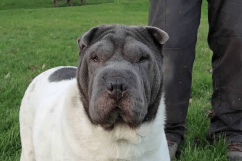 Bow is a lovely 5-year-old Shar Pei who will need a family that will be around for her to help her settle into her new home and gradually increase any time spent alone in a pawsitive way. She will happily go for potters with quiet dogs but would prefer to be the only pampered pooch in the home to soak up all the attention for herself. Bow can live with secondary school aged children who are aged 14+ who will give Bow the time and patience she needs to settle in to her new environment. Adopters will need to visit Bow at the centre a few times before taking her home.