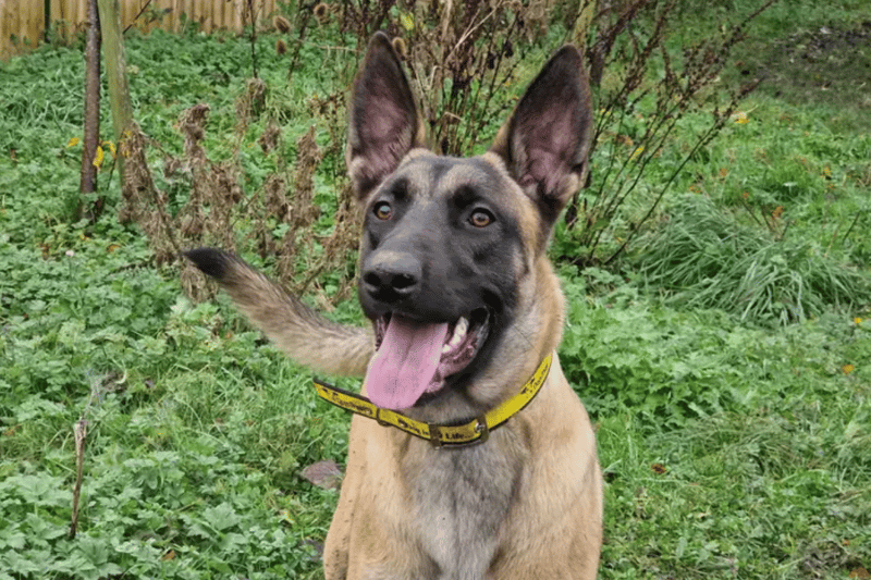 Rolo is super clever lad who is in his element when keeping his mind active. He'll be a dream to work with if you have a passion for dog training! After learning some new tricks he loves to play, especially with his raggy toys. For his downtime he enjoys settling down with a long lasting chew. Rolo is an amazing lad and with someone to guide him in the right direction, will flourish.