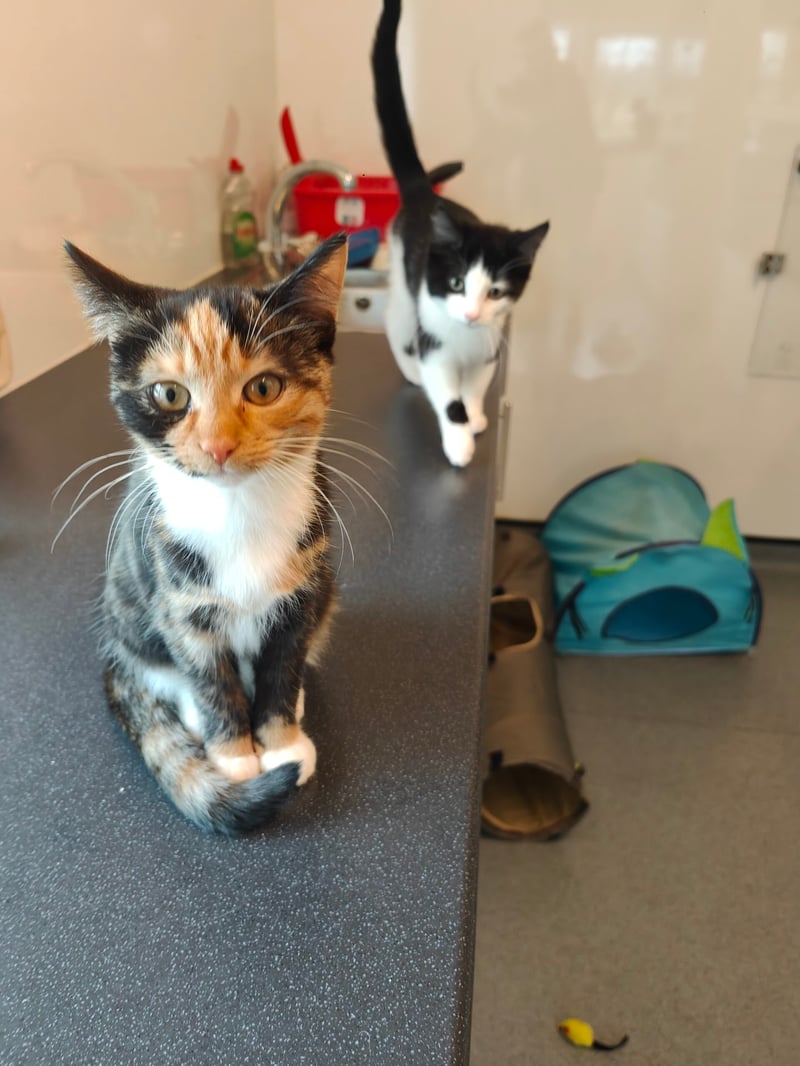 Kion (male) and Kiara (female) are gorgeous kittens hoping to be rehomed together in Liverpool. They could also be rehomed alongside their mother, Sarabi.