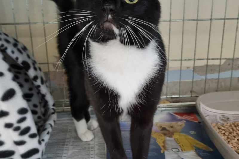 Todd arrived at Freshfields
as an urgent case as he was abandoned in a flat with another cat with no food or water. They were left for a few days before the housing association realised they were there. Due to his traumatic experience, Todd needs a home in Liverpool with no other pets.