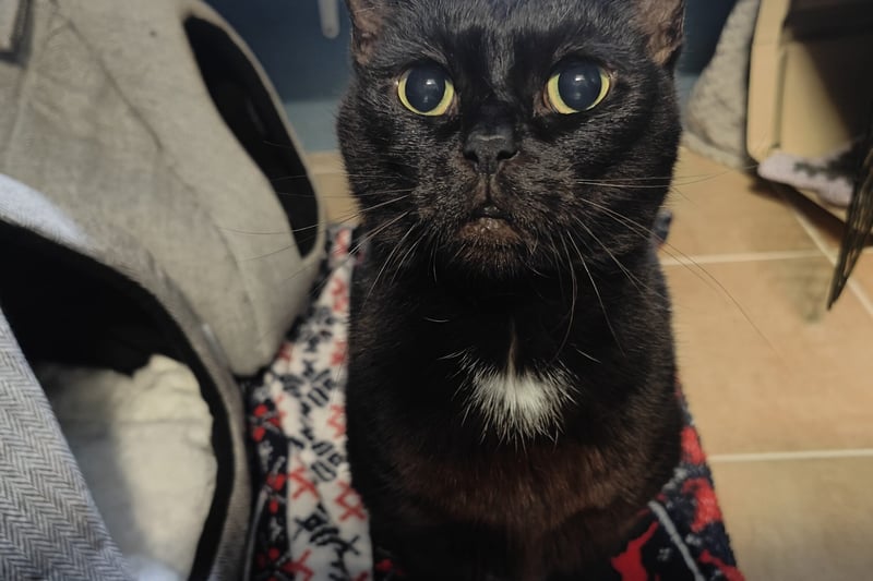 Mona found herself at Freshfields due to her previous owner passing away and no one else was able to keep looking after her. She is eight years old and would love a new permanent home in Liverpool.