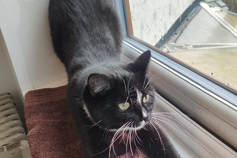 Sarabi is a one-year-old mum who has had a tough life on the streets. She’s a lovely natured cat who’s a bit more on the shy side at first, but loves attention once she gets to know you. She can be rehomed by herself or with her two kittens, Kion and Kiara.