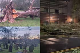 Some of the trees felled across Sheffield by storms Elin and Fergus