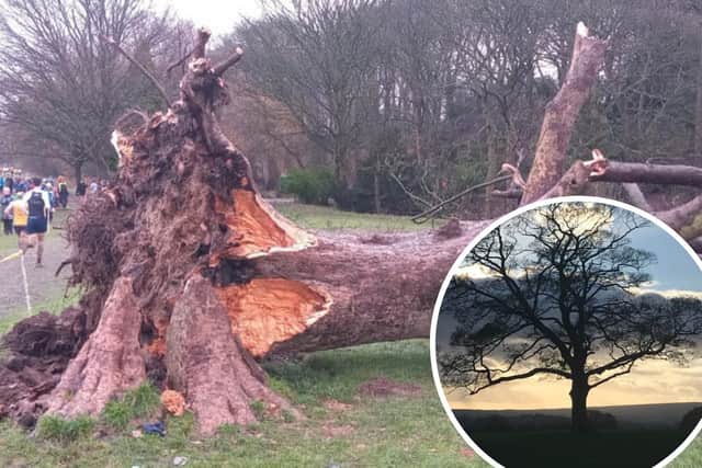 The 'Lone Tree' of Graves Park that was brought down in storm Elin could be used to make a commemorative feature such as a bench, sculpture or climbing log, say Sheffield City Council.