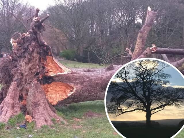 The 'Lone Tree' of Graves Park that was brought down in storm Elin could be used to make a commemorative feature such as a bench, sculpture or climbing log, say Sheffield City Council.