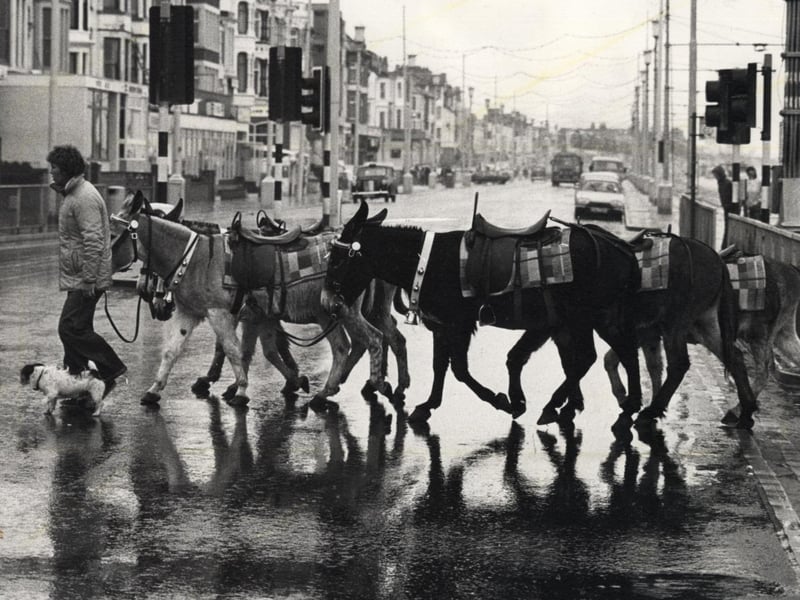 Not so much a zebra crossing, more of a donkey crossing, with a dog to help keep them in line.
When the rains come down in force in Blackpool, they take these well-known Blackpool residents to retire home early. This was 1980