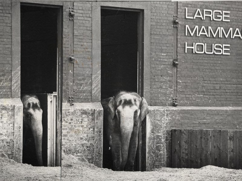Blackpool Zoo's elephant house in April 1981