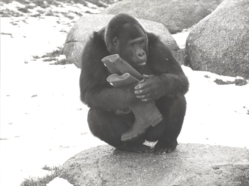 Kukee the gorilla who died at Blackpool Zoo in 1981