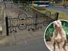 Sheffield XL Bully: Child, 12, left with bones visible following attack in home on Firth Park estate