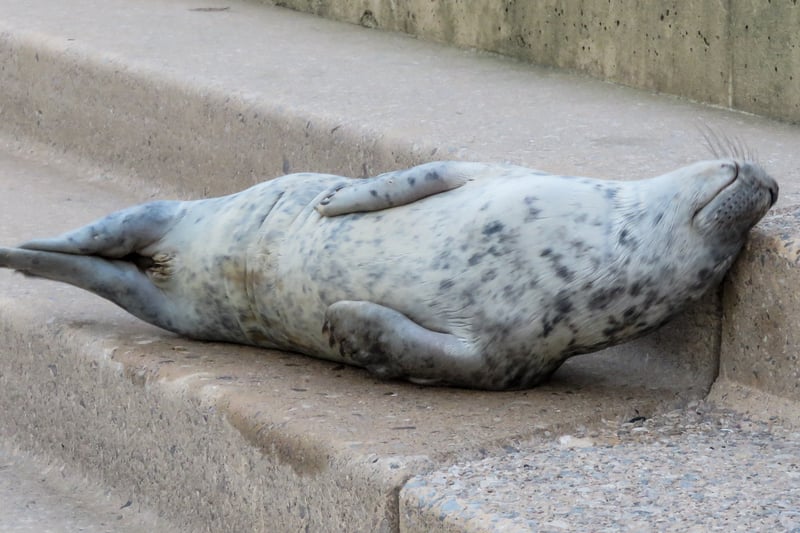 217 people liked this wonderful picture of a seal pup near North Pier, taken by  Peter McGuire. 