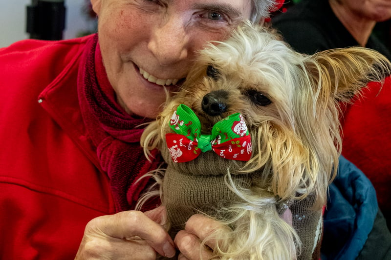 Bow-tie cutie at the Stanley Park Dog Club Christmas Party. Photo credit: Elizabeth Gomm