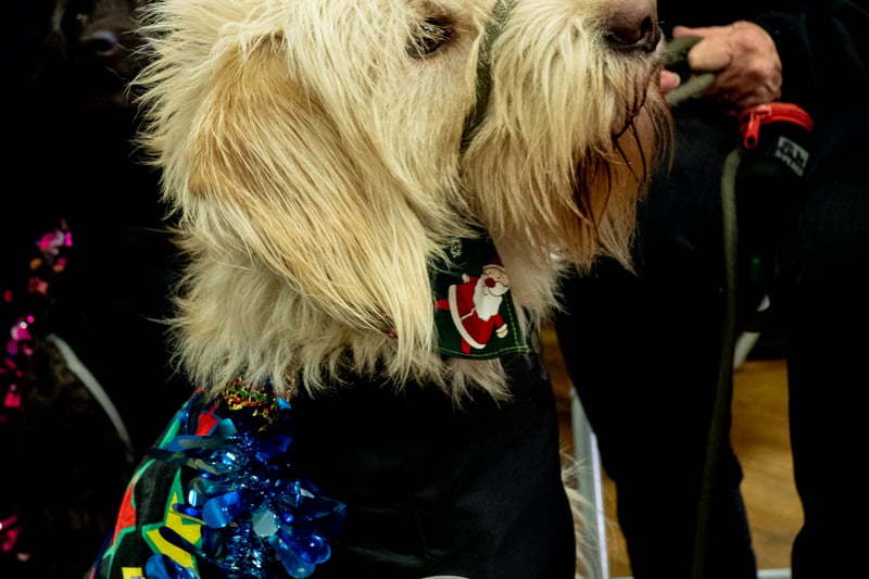 Dressed to impress at Stanley Park Dog Club Christmas Party. Photo credit: Elizabeth Gomm