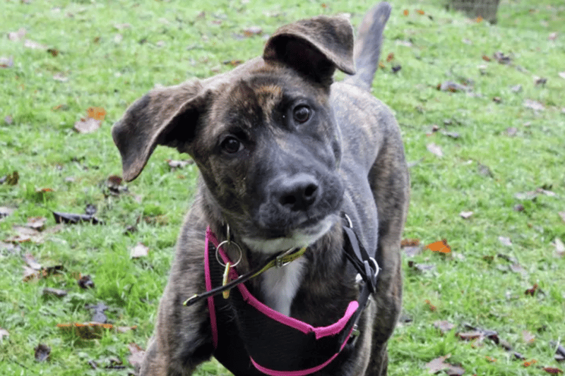 Rocco is a crossbreed who is under six months old. He can live with children over the age of 10 and no other pets at the moment.