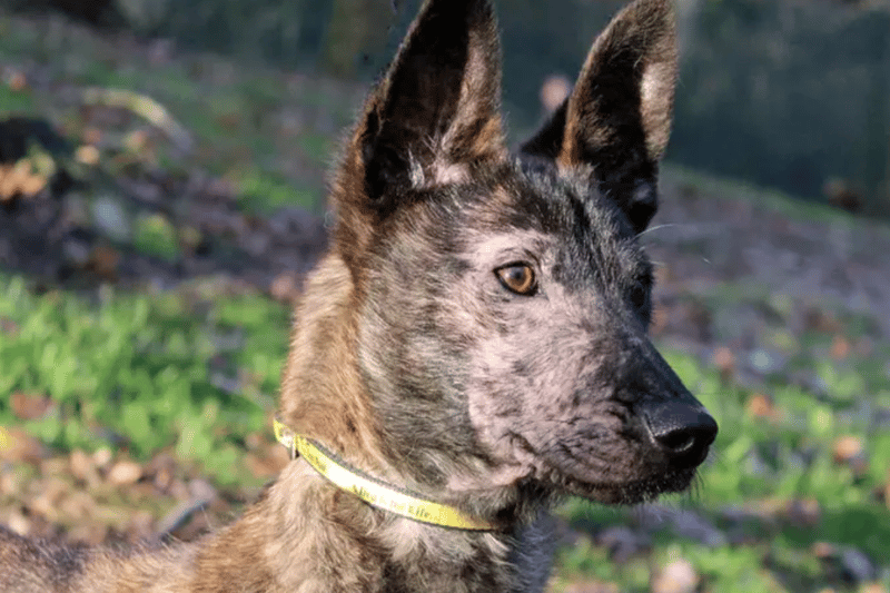 Avy is a Dutch Shepherd Cross puppy who can live with other dogs and children over the age of 10. She needs all of her basic training with the help of lovely new owners.