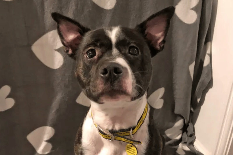 Ruby is a one-year-old  Staffordshire Bull Terrier who can live with children of high school age but not other pets. She recently lost a leg and is making a full recovery in a foster home. She is house trained.