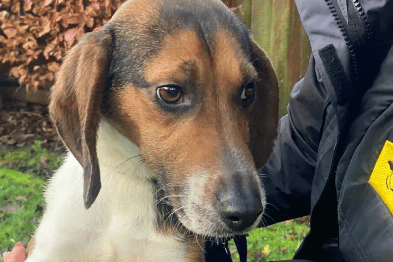 Tuppence is a Beagle who would really benefit from living with another dog. She can live with children of high school age who will understand how nervous she is. 