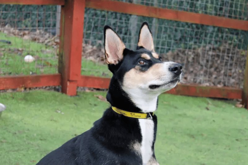 Ruby is a Siberian Husky cross who can live with older teens and will need to be the only dog at home as her play style is too rough. She is house trained but does not like to be left alone. It is possible that any alone time can be built up gradually to allow her to adjust.