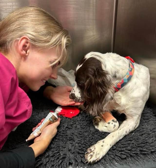 Mistletoe the spaniel has had a "terrible" start to life and is now in "desperate" need of a foster home.